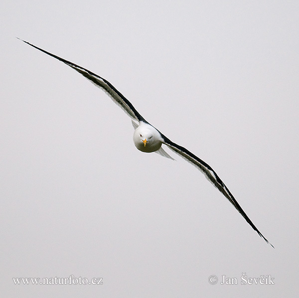 Larus fuscus