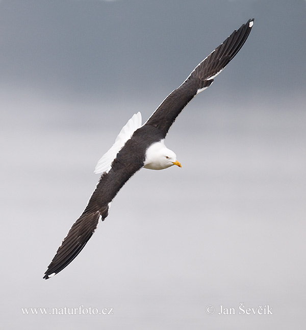 Larus fuscus