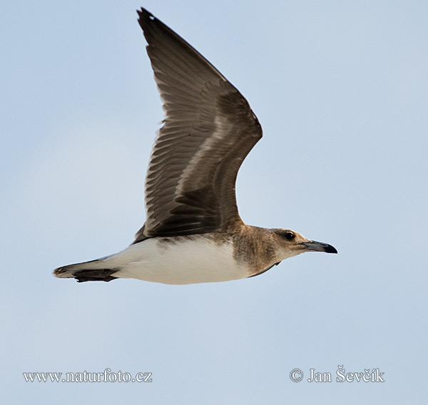 Larus hemprichii