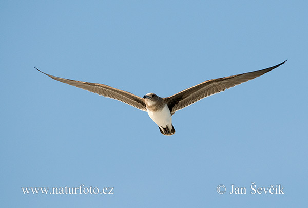 Larus hemprichii