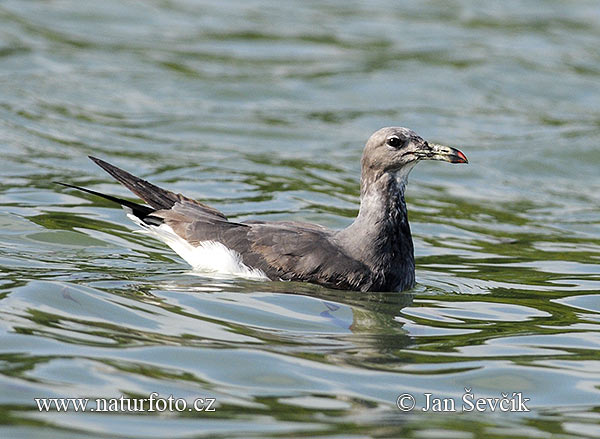 Larus hemprichii