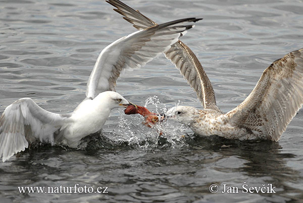 Larus michahellis