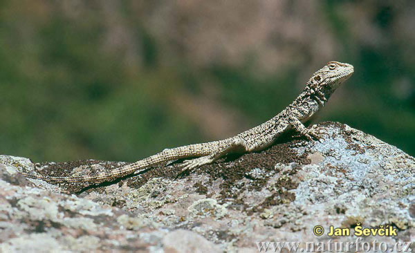 Laudakia (Agama) lehmanni