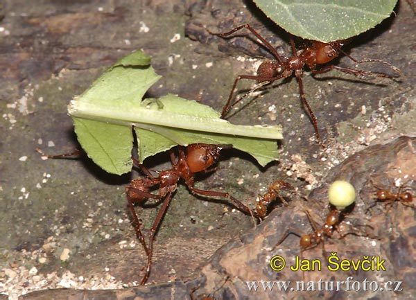 Leaf Cutter Ant (Atta)