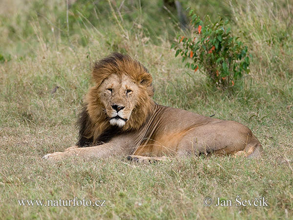 León