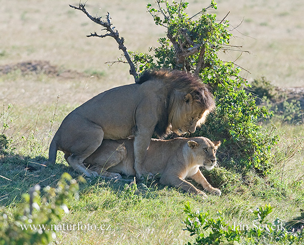 Leone