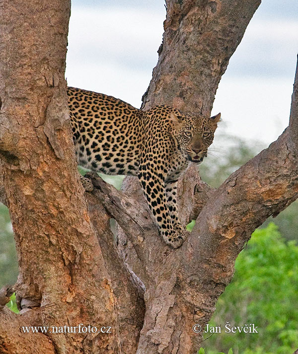 Leopards