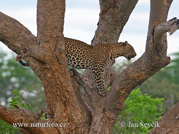 Leopards