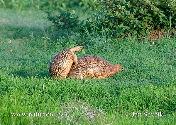 Leopardskildpadde