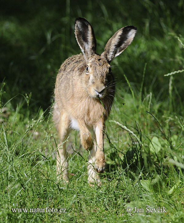 Lepus europaeus