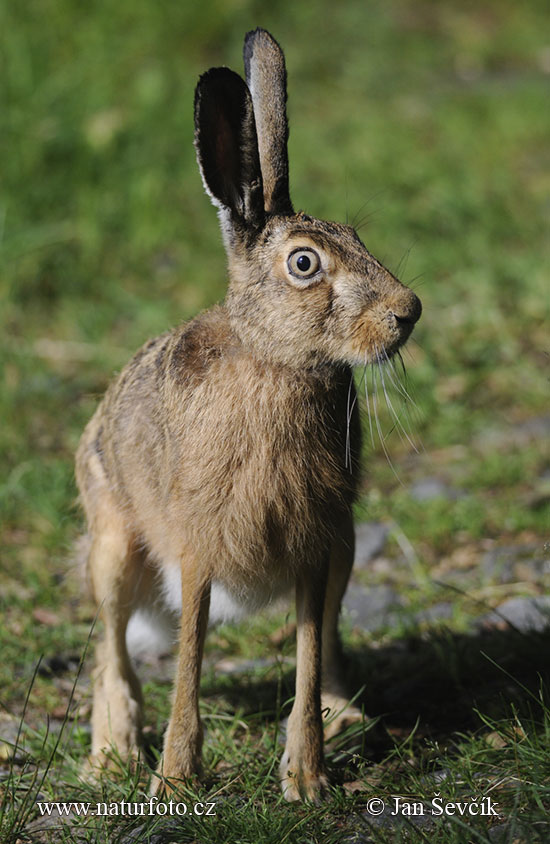 Lepus europaeus