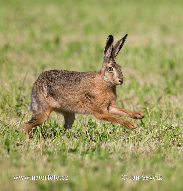 Lepus europaeus