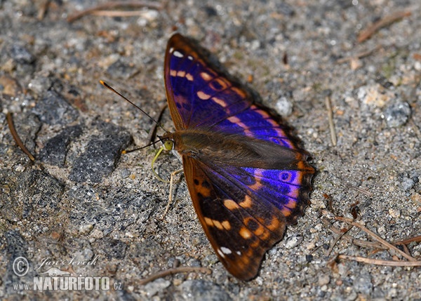 Lesser Purple Emperor (Apatura ilia)