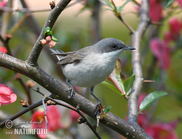 Lesser Whitethroat (Sylvia curruca)