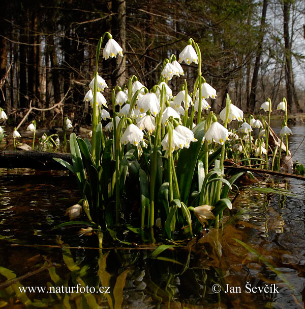 Leucojum vernum