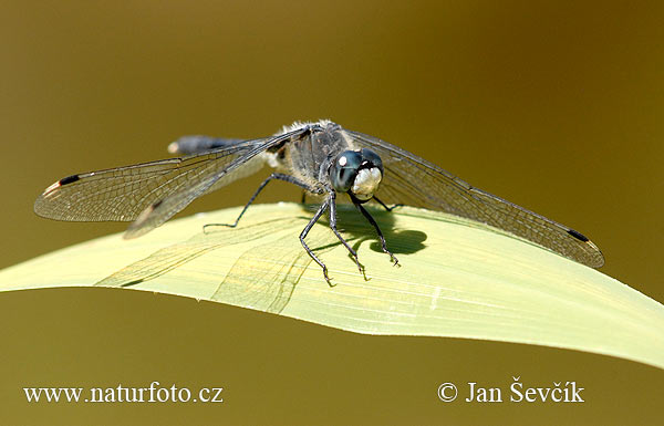 Leucorrhinia albifrons