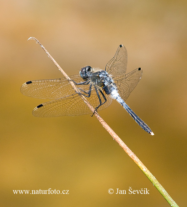 Leucorrhinia albifrons