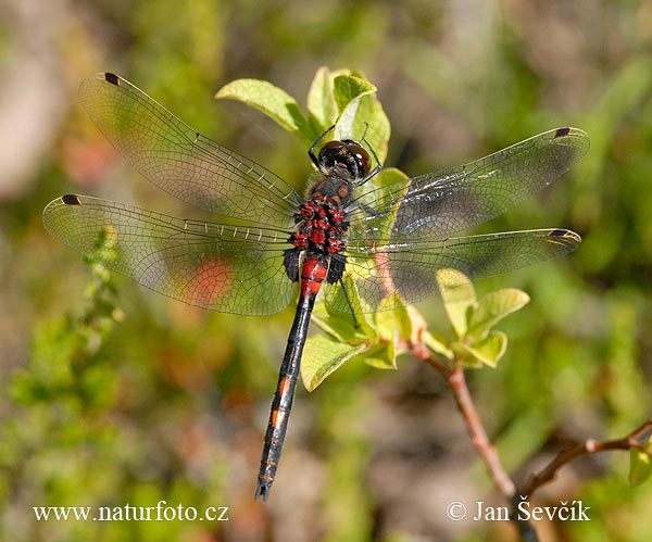 Leucorrhinia dubbia