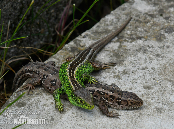 Lézard des souches