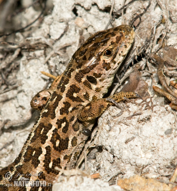 Lézard des souches