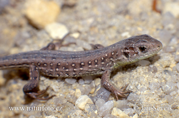 Lézard des souches