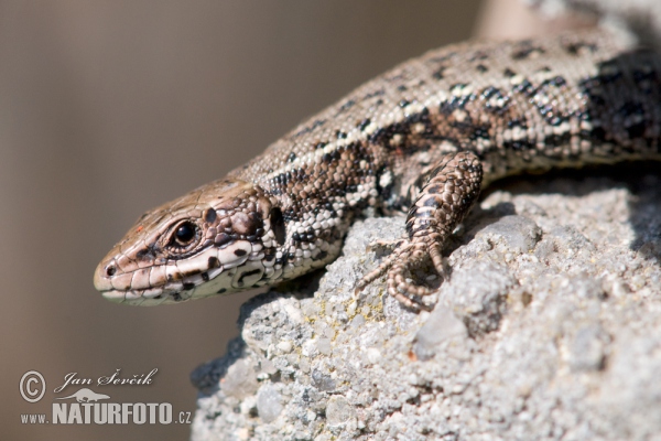 Lézard vivipare