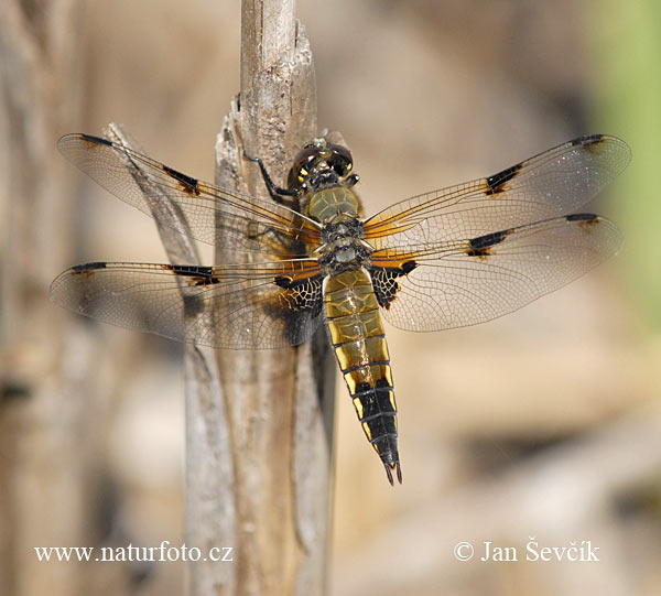 Libellula quadrimaculata