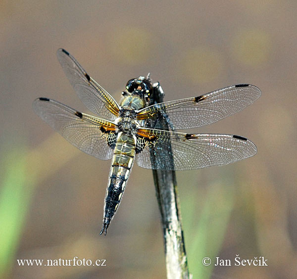 Libellula quadrimaculata