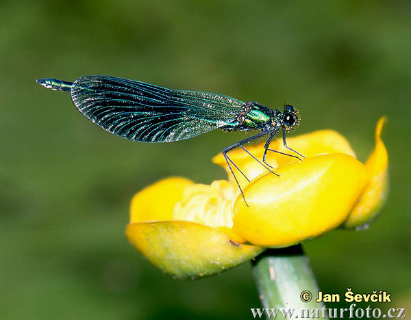 Libélula azul