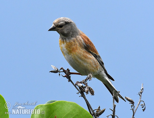 Linnet (Carduelis cannabina)