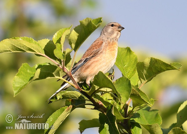 Linnet (Carduelis cannabina)