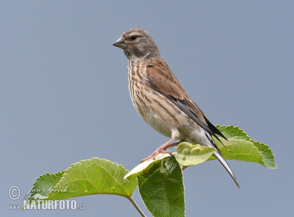 Linnet (Carduelis cannabina)