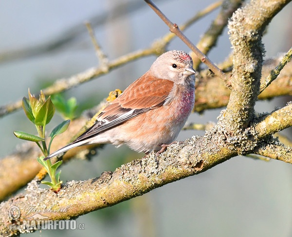 Linnet (Carduelis cannabina)