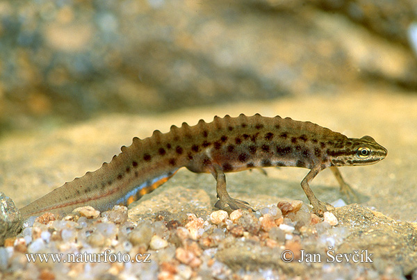 Lissotriton vulgaris