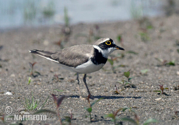 Little Ringed Plover (Charadrius dubius)