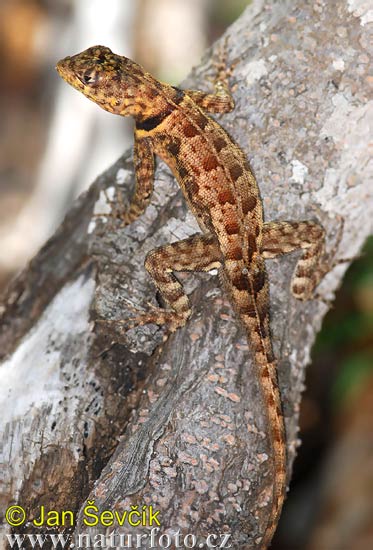 Lizard (Tropidurus hispidus)