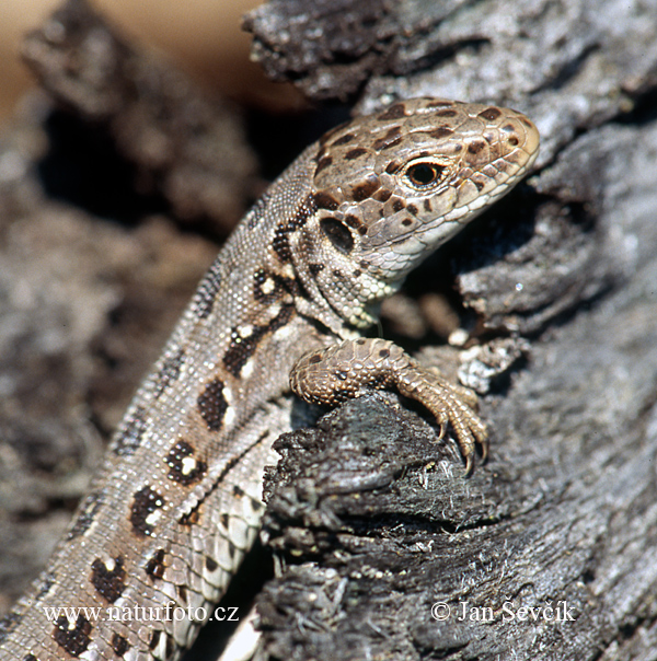 Llangardaix pirinenc