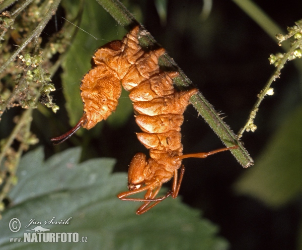 Lobster Moth (Stauropus fagi)