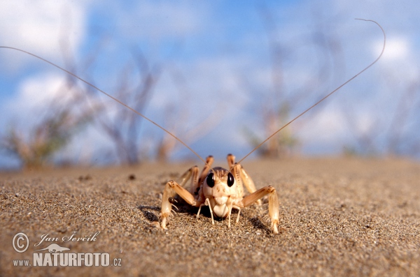 Locust (Schizodactylus inexpectatus)