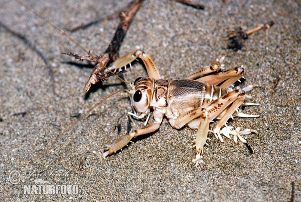 Locust (Schizodactylus inexpectatus)