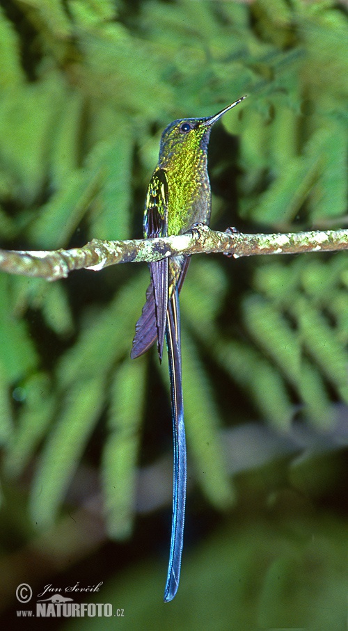 Long-tailed sylph (Aglaiocercus kingi)
