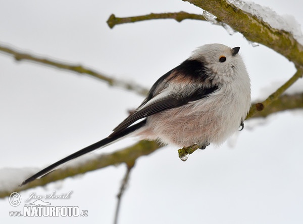 Long-tailed Tit (Aegithalos caudatus)