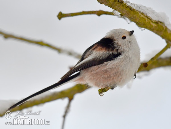 Long-tailed Tit (Aegithalos caudatus)