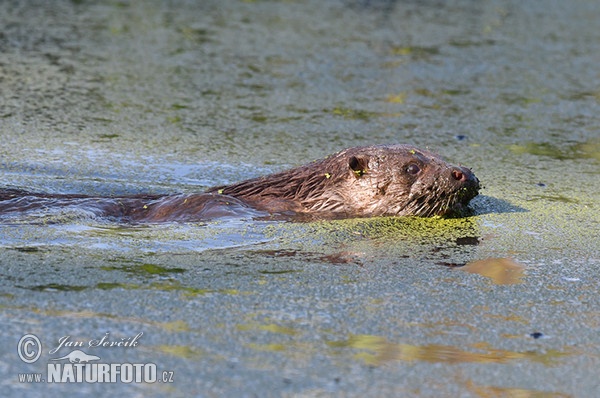 Lontra europea