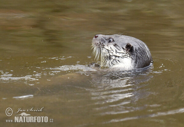 Lontra europea