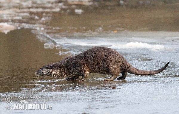 Lontra europea