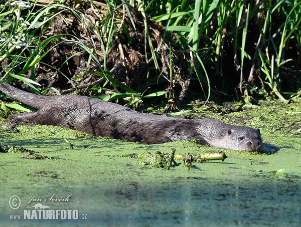 Lontra europea