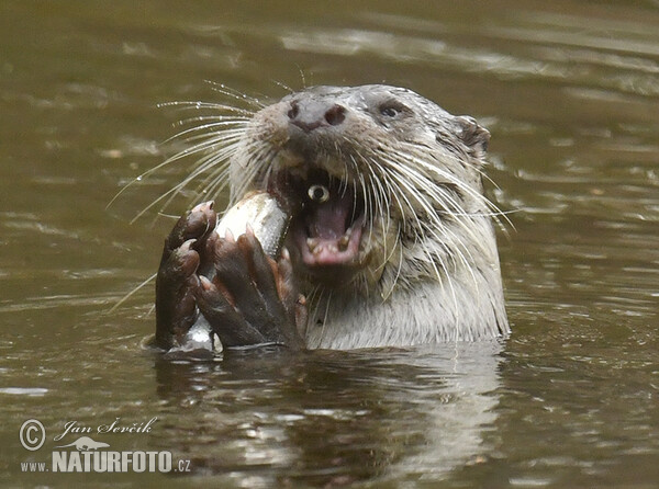 Lontra europea