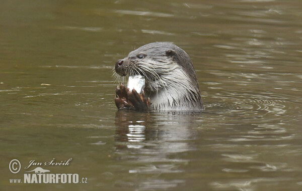 Lontra europea