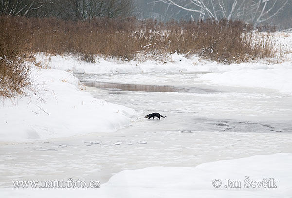 Lontra europea